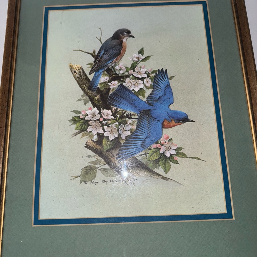 Framed Bluebird Art Print